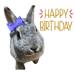 rabbit_20230109192108