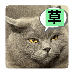 ごまちゃん（1）