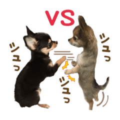 shiho_20230109223334