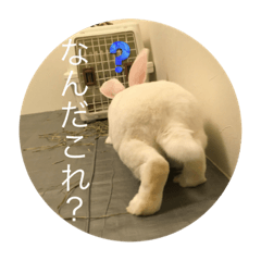 chiyo_20230109205559