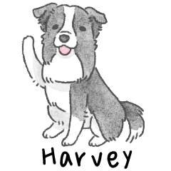 bordercollie_harvey