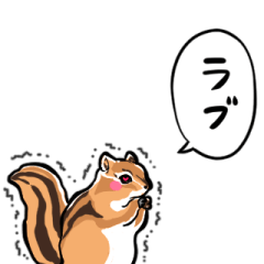 shy squirrel