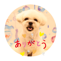 inu_20230110104302