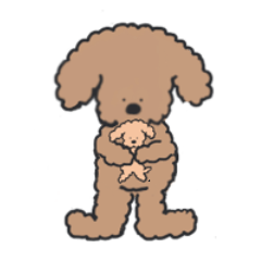 Toy Poodle's daily life'