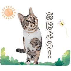 さくらちゃんファミリーの猫スタンプVer.1