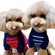 toy poodle-yuzu&momo