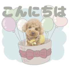 toypoodleMOKA.2