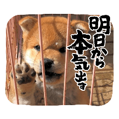 shiba donko