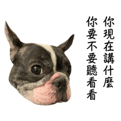 French Bulldog Butter 3