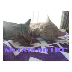 No Cats No Life(Tarte & Pudding)