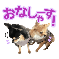 shiho_20230112170332