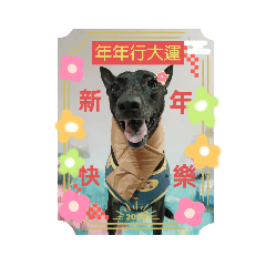 愛撒嬌的珍珠-新年款「我是黑犬，我驕傲」