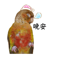 Cute bird's daily life