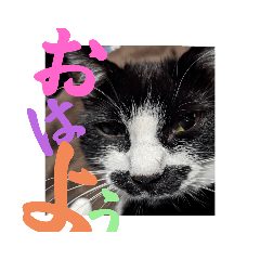 nekokatteruhito_20230112230529