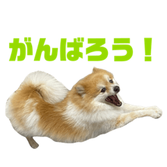 tomatospade_20230113163422