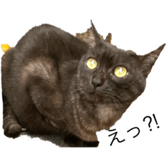 yukari_20230114073858