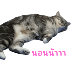 OurCatip&Dogchi