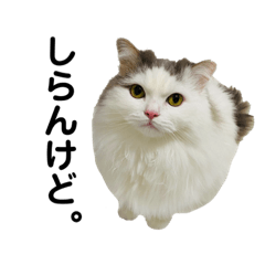 nyatyucat_20230113180551