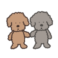 Toy poodle's daily life3