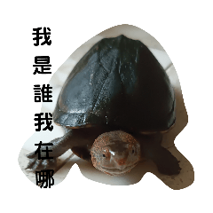 陳家的龜龜