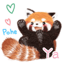 Red panda Pohe/  Animals / ID