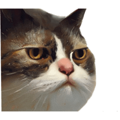 David_cat collective 2
