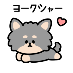YORKSHIRE TERRIER(animation)