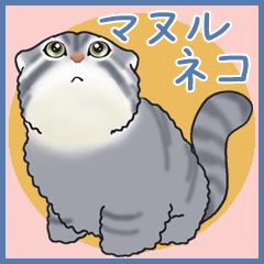 manul cat is not angry
