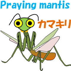 Praying mantis2