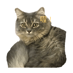 阿貓家族