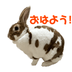 Rabbit ChaChaMaru