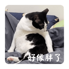 賓士幫
