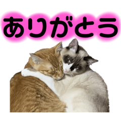 kameyucha_20230116145740