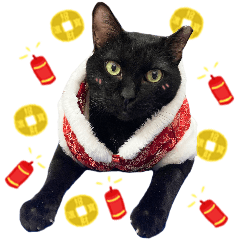 black cat so cute- Happy New Year