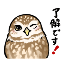 Healing Little Owl