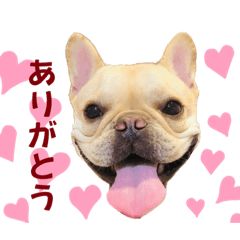 Bebe_french bulldog