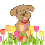 Daily life full of poodles and spring