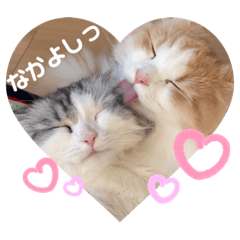 Cute cat sister's Lili and Popo Sticker
