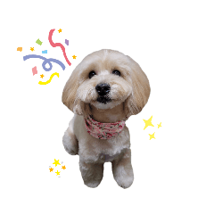 misa_20230117223652