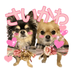 shiho_20230117231822