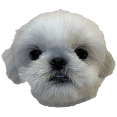 monaka_pomu1216