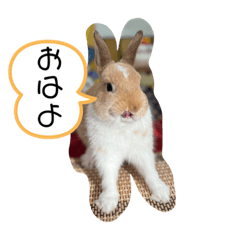 Rabbit_20230118130303