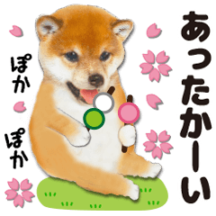 Cute dog 12 of a picture Shiba Inu