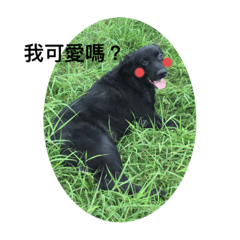 Cute的寶貝動物