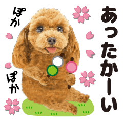 Cute dog 12 of a picture poodle