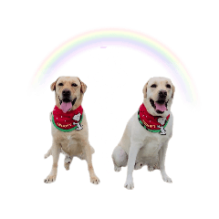 suzu_20230118194231