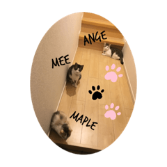 The Cats on the Third Street