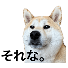 Shiba the dog SUBA_20230120070759