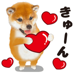 Cute dog 13 of a picture Shiba Inu