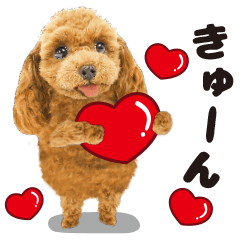 Cute dog 13 of a picture poodle